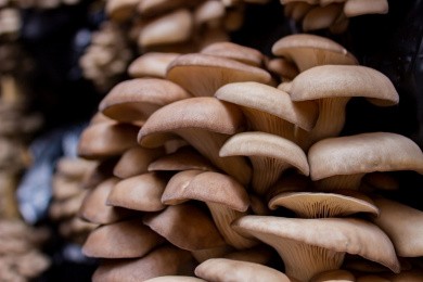 Fresh oyster mushroom, SP Peshkov R. A.